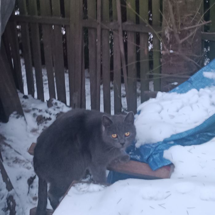 Pię niebieska koteczka z miodowymi oczami szuka domu