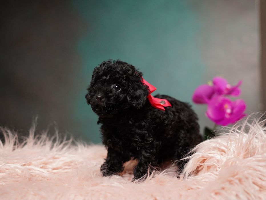 Мальтіпу дівчатка та хлопчики