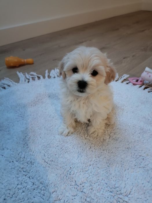 Maltipoo szczeniak mini