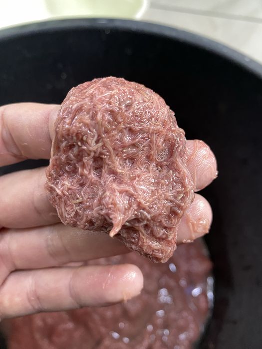 Трубочник изя вырощен в домашних условиях