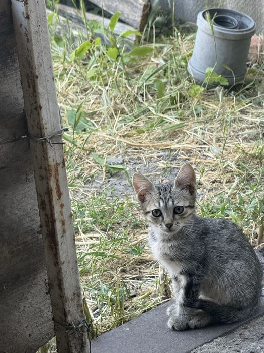 Віддам у добрі руки малюків