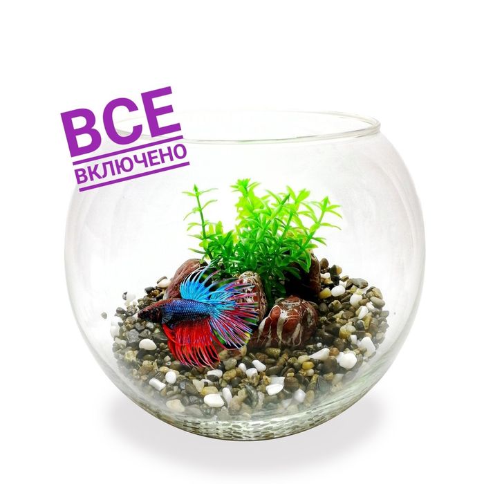 Подарунок - Королівська рибка в акваріумі на 5 л