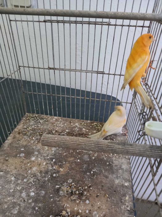 Casal de Canários 2025