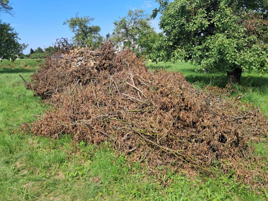 Oddam gałęzie do pocięcia na zrębki , opał- za darmo !
