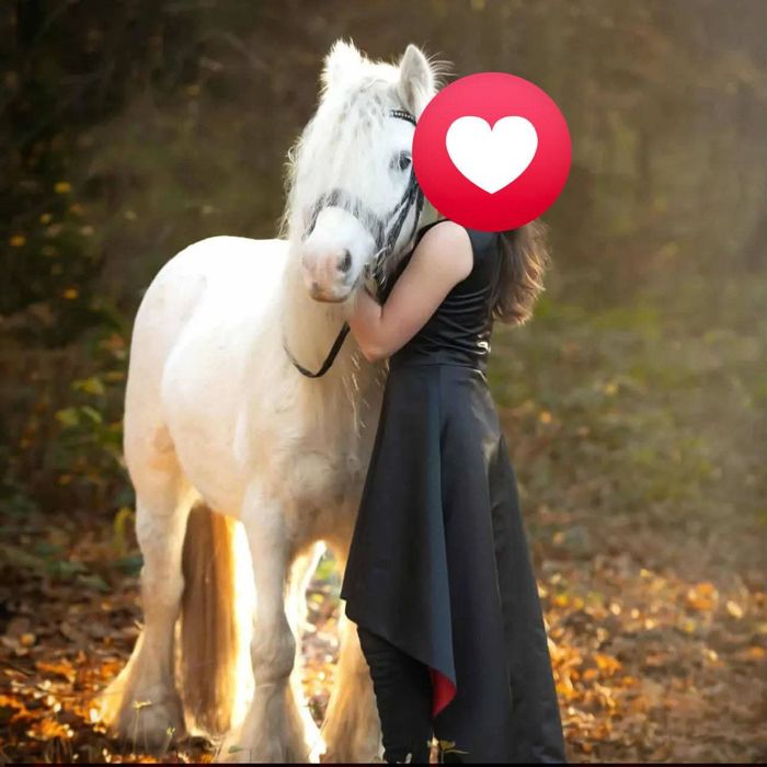 Klacz Irish cob skoki