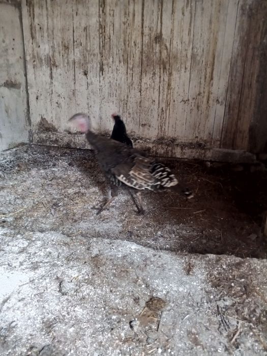 Яйце індиків домашніх