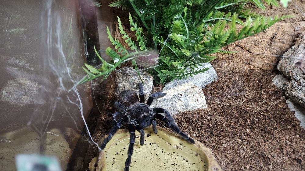 Pterinopelma Sazimai Samica 6,5DC