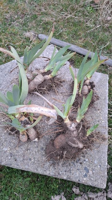 Irys Kosaciec biały do ogrodu