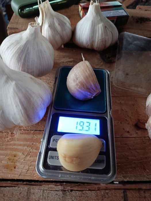 Продам часник сортів Москаль та Козак