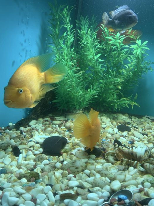 Пара трехгибридных попугаев