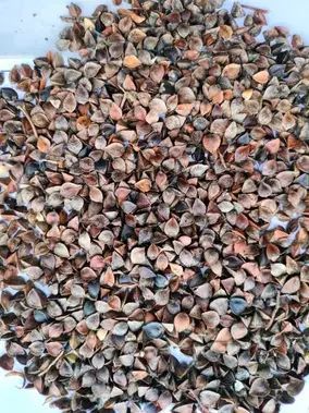 Gryka, nasiona, cert. Eko.