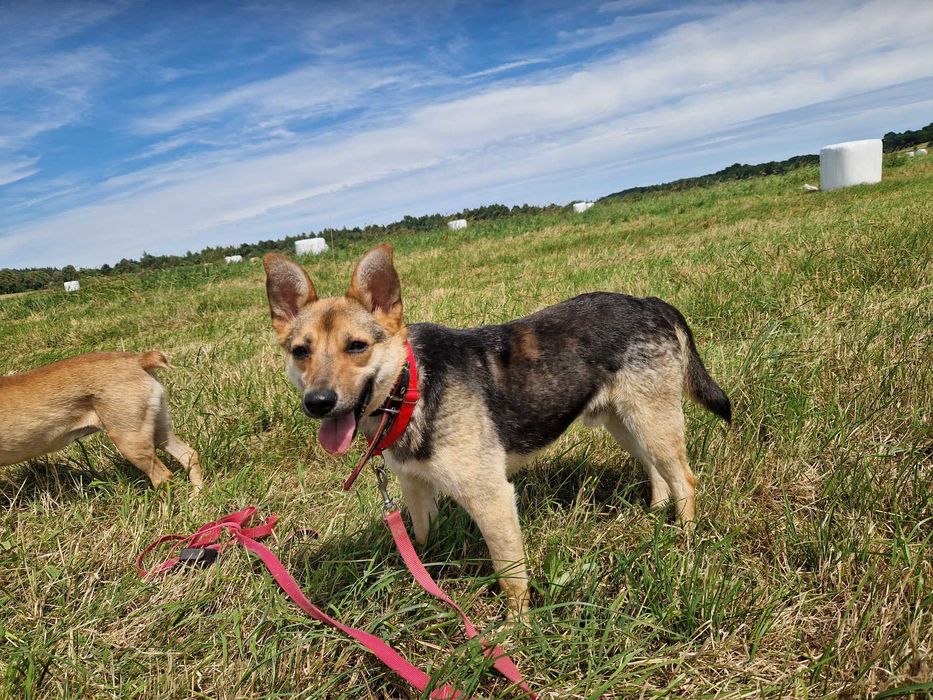 Kajko, 3 letni piesek szuka domu