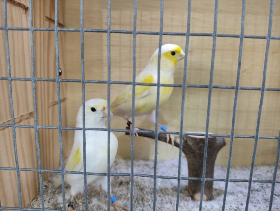 Canários  mosaico amarelo e alerquim português