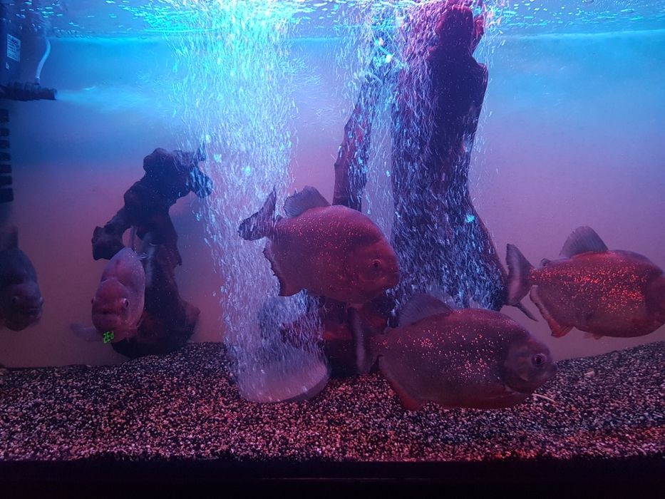 Продам аквариумных рыб