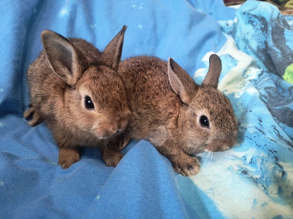 Кролик Мини и Карликовий