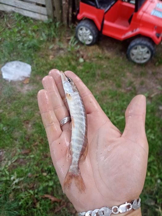 Szczupak Sandacz Sum Karp