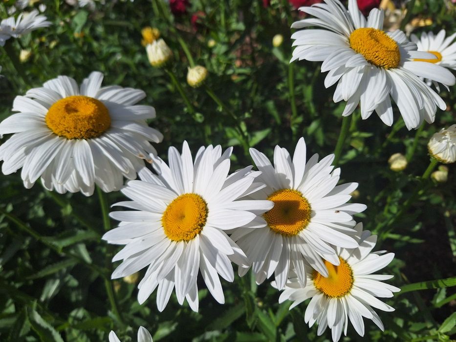 Ромашка великоквіткова, на зріз