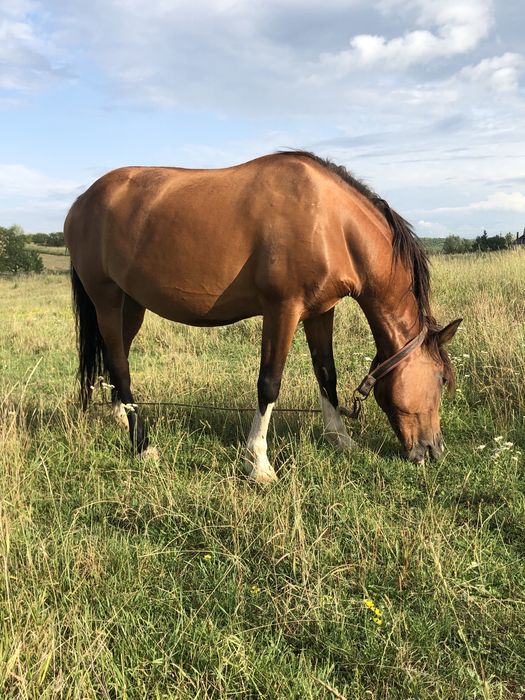 Продається кобила