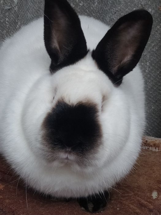 Кролики Каліфорнія