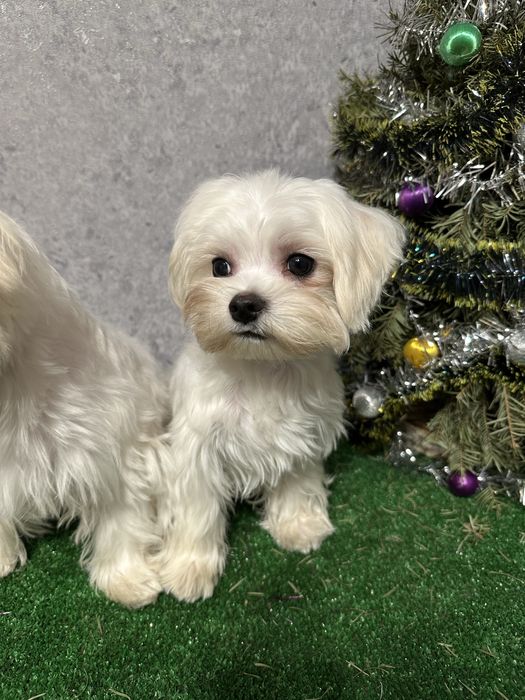 Щенки мальтийской болонки