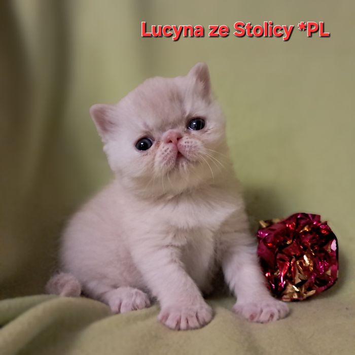 Koteczka egzotyczna kremowa srebrna  Lucyna.
