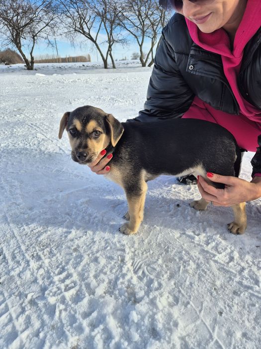Собаки терміново шукають домівки!