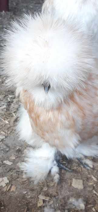 Продам кур Китайські шовкові