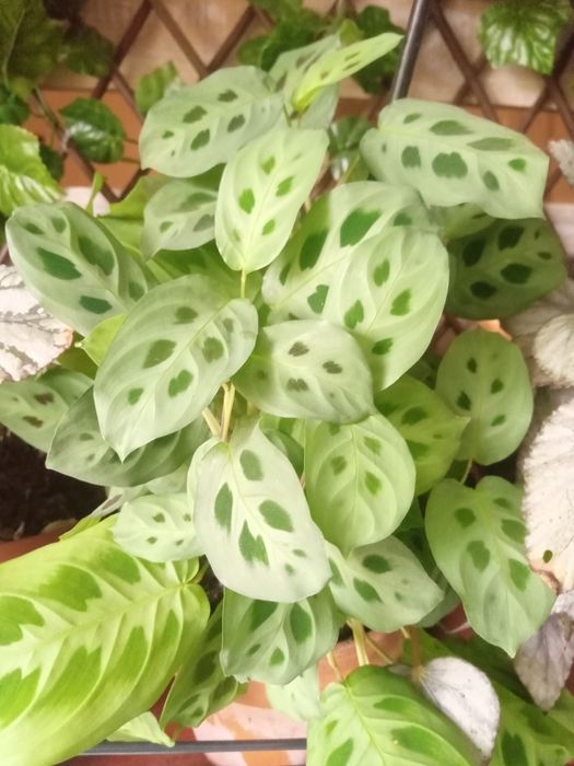 Plantas de interior e exterior