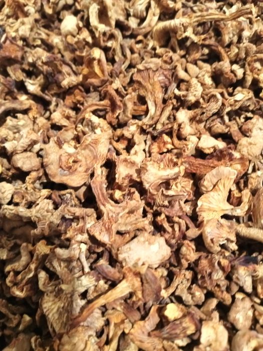 Grzyby suszone kurki tegoroczne