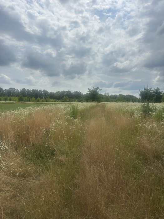 Продам земельну ділянку в Бохониках