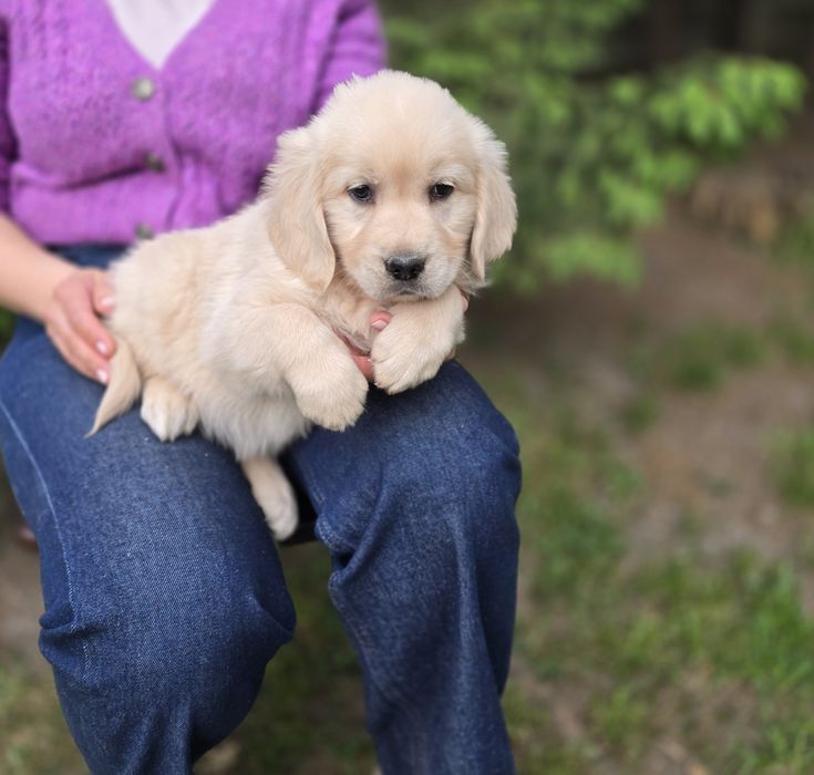 Golden retriever szczeniak