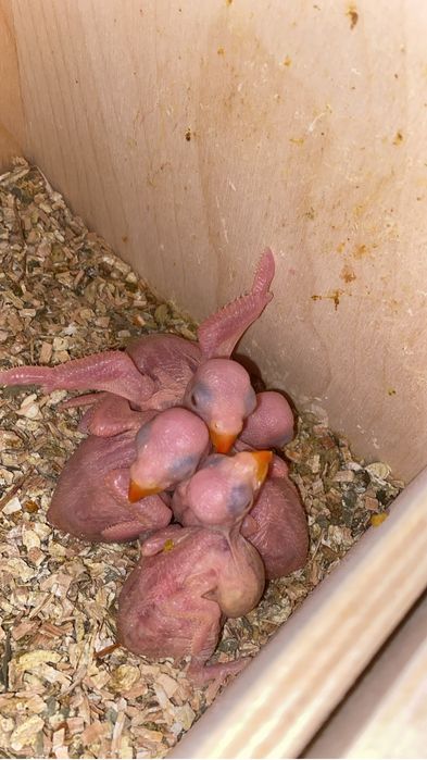 Ring necks para criar à mão.