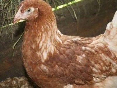 Куры только молодые 4,5 месяца Ломан-Браун