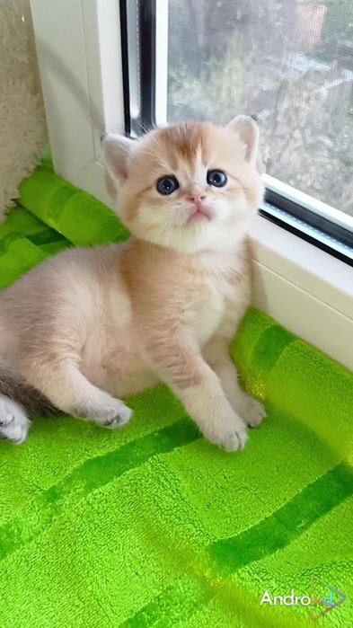 Шикарный прямоухий котик золотая шиншилла