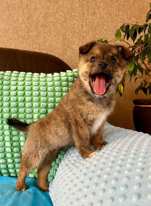 Agat - mały koleżka do adopcji!