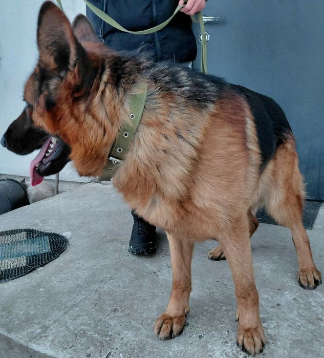 Німецька вівчарка для в'язки, КСУ