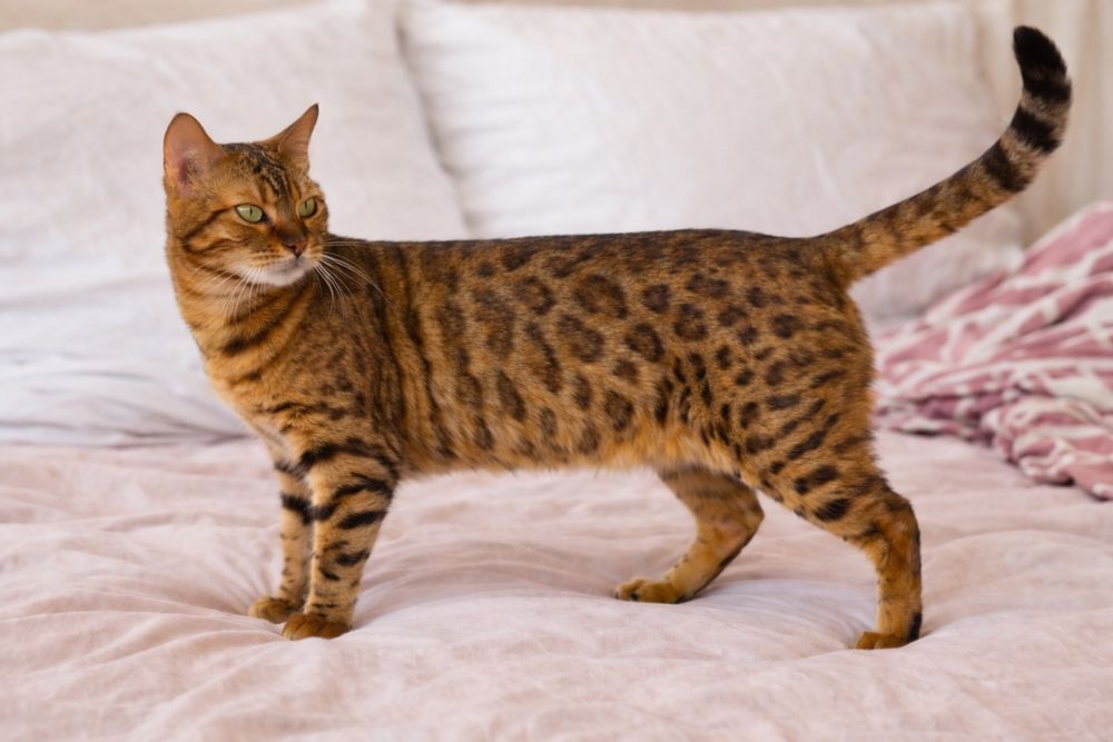 Бенгал бенгальская кошка