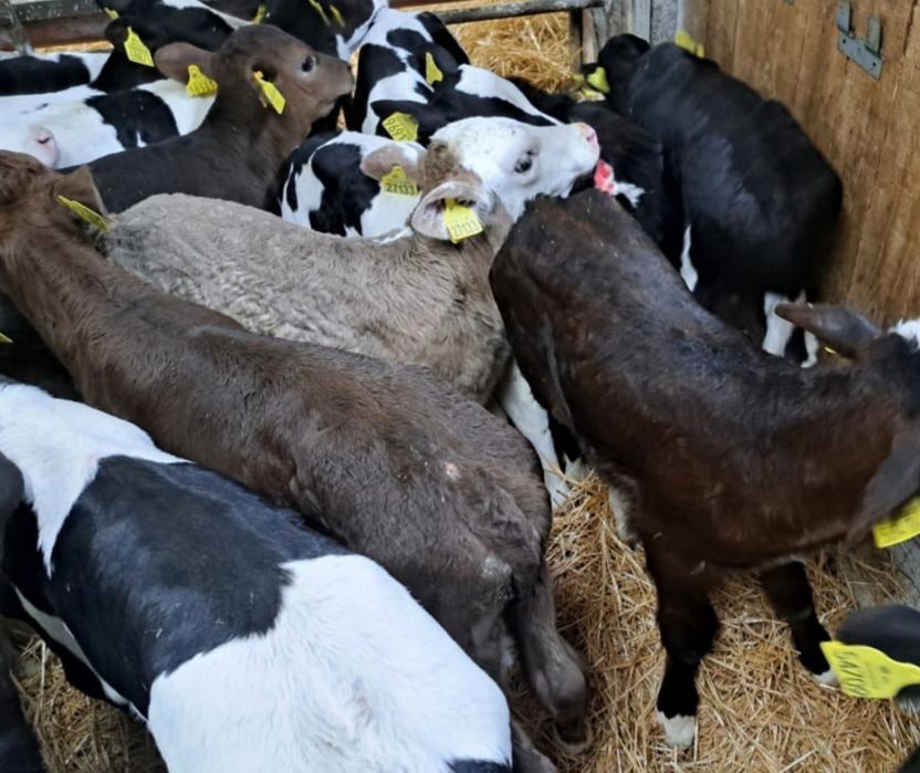 Byczki Jałówki Polskie Tuchola