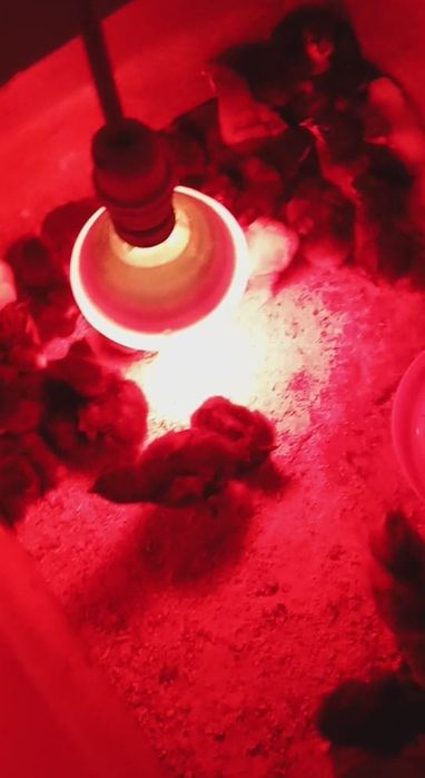 Ovos de cara de palhaço