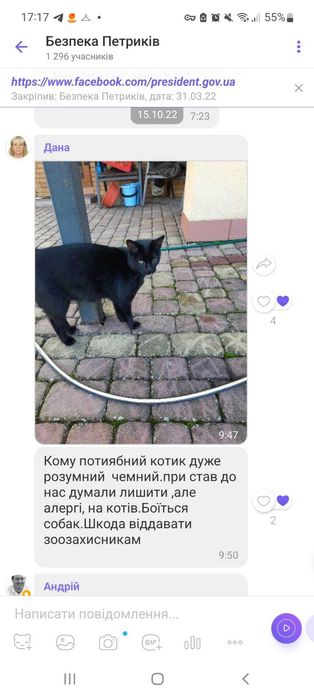 Загубився кіт. Місто Тернопіль, район Дружба та село Петриків