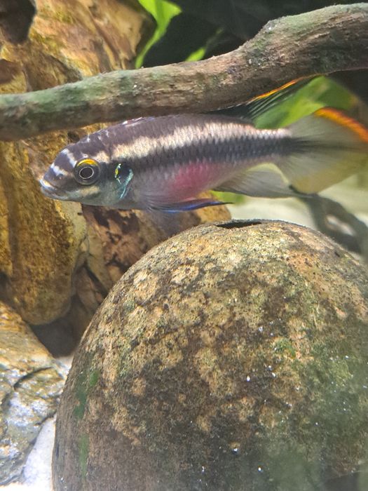 Kribensis Macho para troca