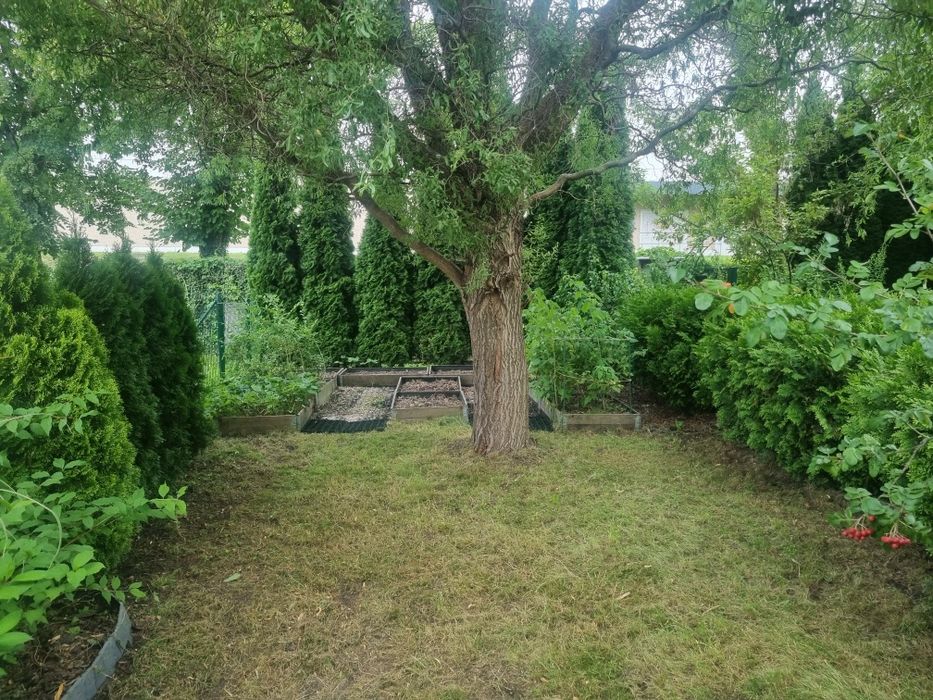 Działka ROD Kościan - Widok 4