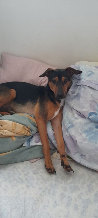 Oddam pieska w dobre ręce