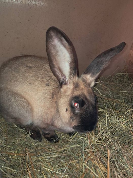 Królik samiec tegoroczny