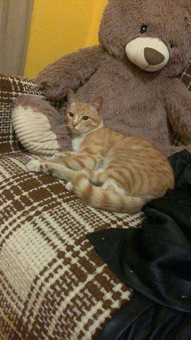 Odam w dobre ręce kotkę