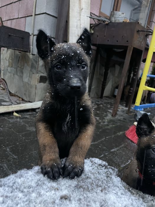 Цуценята Бельгійської Вівчарки Малінуа