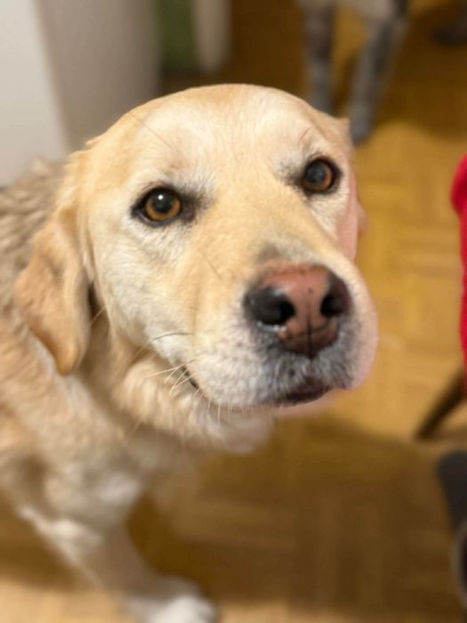 Mini retriever szuka domu – kocha ludzi i ruch