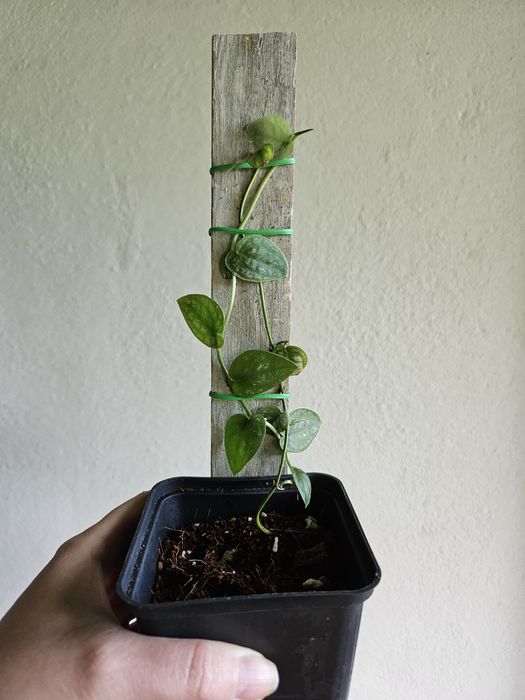 Monstera Dubia na desce