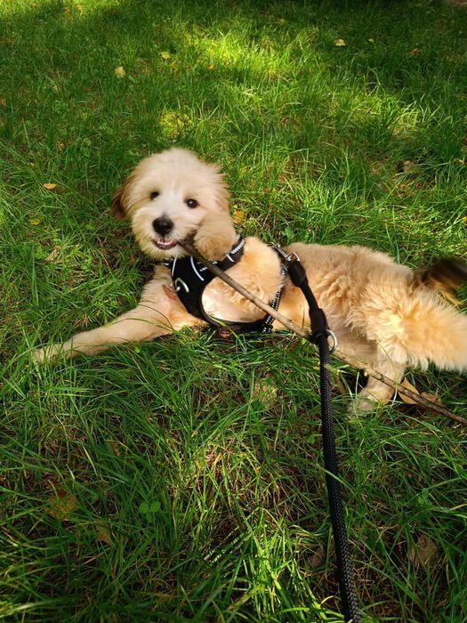 Bastion - Cockapoo - 2,5 roczny