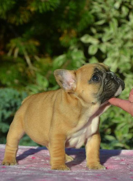 Buldog Francuski